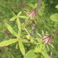 Hibiscus surattensis L.